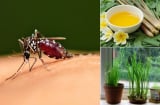 Cách đuổi muỗi không cần hóa chất: Đơn giản, an toàn mà hiệu quả