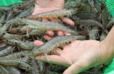 Đi chợ nhìn vòa chỗ này biết ngay tôm tươi hay không: Chị em nào cũng nên biết