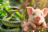 Từ 1-10/7: 2 con giáp cần chú ý sức khỏe, 1 tuổi lơ là 1 phút cũng giảm uy tín nhiều năm