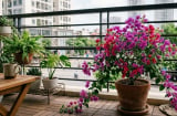5 loại cây chịu nắng tốt, có thể trồng ở ban công