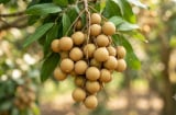 Loại quả 'đại bổ': Bổ máu hơn táo đỏ, bổ khí hơn hoàng kỳ, ăn đúng cách trẻ lâu