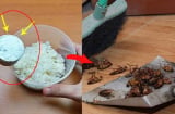 Vì sao nên trộn bột giặt với cơm nguội?