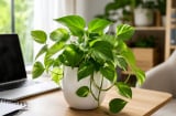 Vì sao ngày càng có nhiều người thích trồng cây trầu bà trên bàn làm việc, trong nhà?