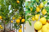 Cách trồng chanh vàng sai trĩu quả, thu hoạch quanh năm