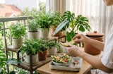 Đừng vội bỏ vỏ dưa hấu: 8 công dụng trong gia đình khiến nhiều người ngạc nhiên