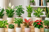 12 con giáp hợp đặt cây gì trên bàn làm việc? Chọn đúng cây phong thủy để hút tài lộc, tăng may mắn