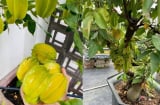 Cách trồng cây khế trong chậu, quả sai trĩu cành, ngọt lịm