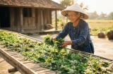 Phơi khô lá này, muỗi cả đàn cũng bay biến hết, tha hồ ngủ ngon giấc