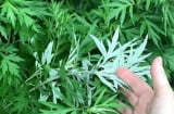Tại sao người xưa khuyên trồng ngải cứu trước nhà?