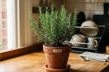 5 loại cây dễ trồng, giúp đuổi sạch muỗi khỏi nhà