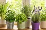 6 loại thảo mộc tự nhiên dễ tìm giúp đuổi muỗi khỏi phòng, vừa thơm vừa hạn chế côn trùng