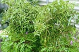 Cây đinh lăng: Phát hiện mới về tác dụng 'bổ như sâm', ngăn ngừa loãng xương