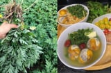Sử dụng ngải cứu trị đau đầu