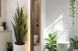 Vì sao nên đặt một chậu cây xanh nhỏ trong nhà vệ sinh? Gợi ý 5 loại cây phù hợp dễ chăm
