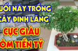 Cây đinh lăng trấn giữ của cải đừng trồng linh tinh: Trồng vị trí này hút tài lộc vào nhà
