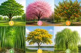 Chọn một cái cây bạn thích nhất để khám phá khả năng lớn nhất của bạn là gì
