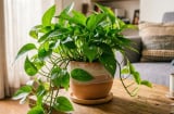Trồng cây trầu bà trong nhà: Tốt hay không tốt?