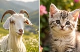 3 con giáp quá nhu mì nên dễ bị bắt nạt: sửa ngay tránh thiệt thân