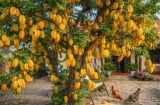 Trước nhà nên trồng khế chua hay khế ngọt?