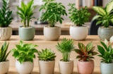 12 con giáp hợp cây cảnh nào trên bàn làm việc?