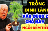 Tại sao nhiều người thích trồng đinh lăng trong nhà?