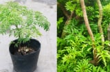 Vị trí trồng cây đinh lăng hút tài lộc, của cải vào nhà