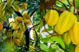 Người mệnh nào nên trồng cây khế để hút lộc vào nhà?