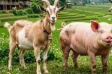 3 con giáp không hợp với lối sống xa hoa: Càng có tiền càng sống giản dị, tích lũy mới là ưu tiên