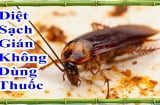 Cách đuổi gián không cần dùng hóa chất