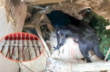 Chó nghiệp vụ Việt Nam được trao Huân chương Công trạng ở Venezuela