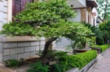 Trồng cây Mai Chiếu Thủy trước nhà có tốt theo phong thủy không?