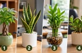 Chọn 1 cây cảnh để bàn làm việc để xem đường công danh của bạn gập ghềnh hay thuận lợi ra sao