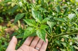 Đừng chỉ dùng quả ớt: Phần lá cũng là 'kho dinh dưỡng' mà nhiều người bỏ qua