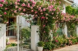 Trồng giàn hoa hồng trước nhà nên cân nhắc: Đẹp đến mấy cũng đừng bỏ qua 5 điều này