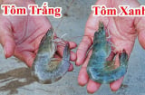 Chọn tôm nên mua tôm trắng hay tôm xanh?