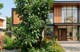 Vì sao nhiều người thích trồng cây bơ trước nhà?