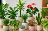 Gợi ý cây cảnh trên bàn làm việc giúp 12 con giáp hút tài lộc, tăng cảm hứng và làm việc hiệu quả
