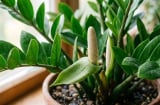 Cách trồng để cây kim tiền ra hoa