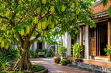 Người xưa dặn: Trồng cây khế đúng vị trí này, phong thủy hanh thông, tài lộc dễ ghé cửa