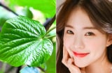 Lá lốt có thực sự giúp cải thiện mụn? Những cách sử dụng đơn giản tại nhà cần biết