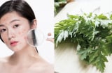 Lá ngải cứu có giúp làm mờ nám?