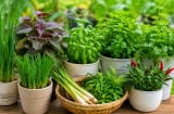 7 loại gia vị dễ trồng quanh nhà, vừa thơm bếp vừa tiết kiệm tiền chợ