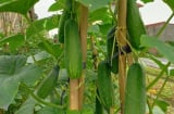 Ai không nên ăn dưa chuột?