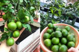 Bí quyết trồng chanh trong chậu quả sai trĩu cành, ăn quanh năm không hết