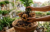 Trồng gừng muốn củ to, đẻ kín chậu: Chỉ cần nhớ 5 mẹo này