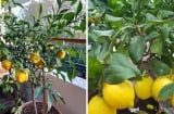 Cách trồng canh trong chậu cho quả sai lúc lỉu