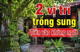 Cửa nhà nên trồng 1 hay 2 cây sung là tốt nhất?