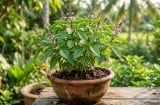 Mẹo trồng húng quế trong chậu xanh tốt, thơm đậm, thu hái quanh năm
