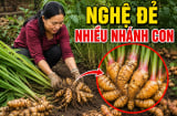 Mẹo trồng nghệ đẻ nhiều nhánh con, củ nào cũng mập mạp