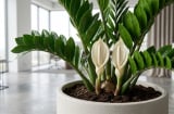 3 dấu hiệu cho thấy cây kim tiền đang hút tài lộc vào nhà